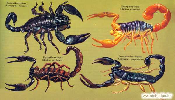 escorpions